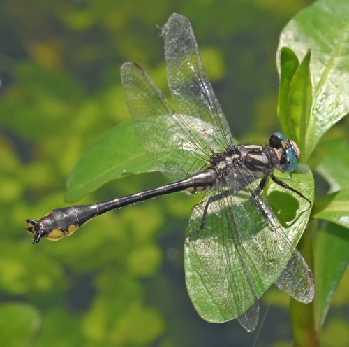 Male
3 May 2012  Dillon, SC